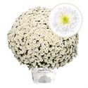 Bild von Bolchrysant P19 "Geen Kleur"!!! White